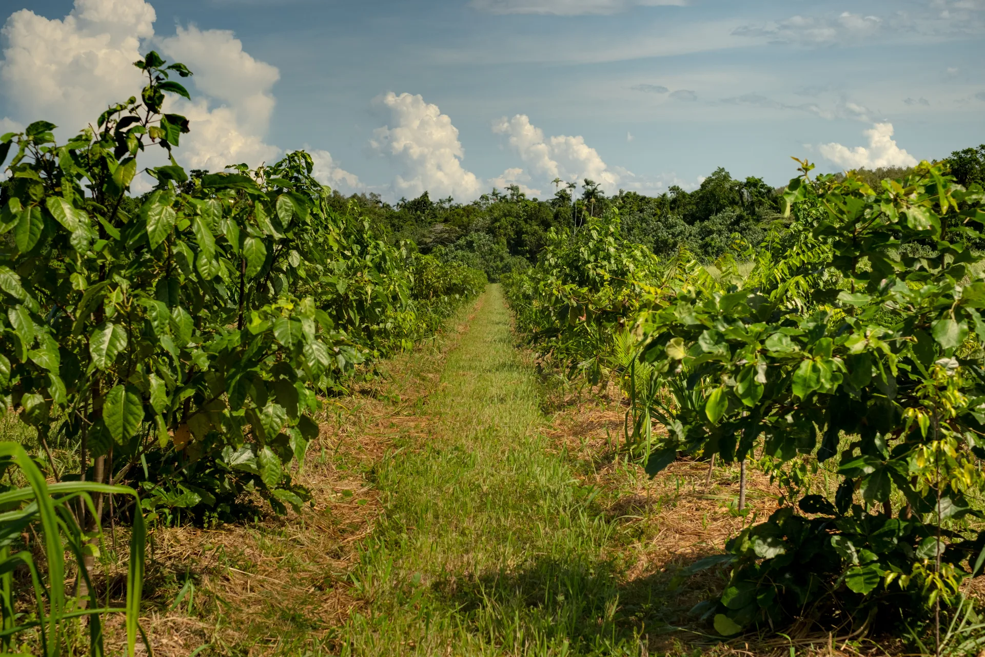 Rows of established plantings showing long-term growth